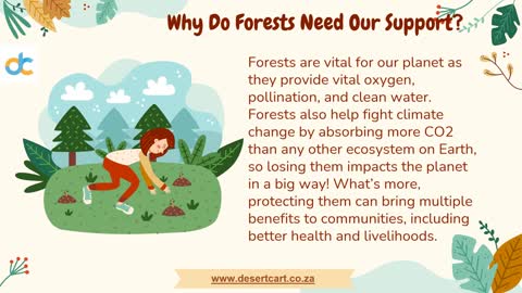 Why Are Forests So Important, and How to Protect Them?