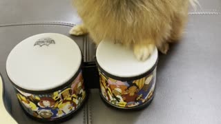Clever Doggy Drums up a Treat