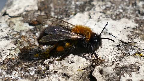 Bee with beautiful nature