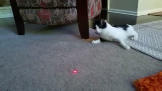 Kitten with Cerebellar Hypoplasia Chases Laser