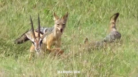 Heart-Wrenching: Jackals Devour Gazelle Alive as Mother Watches in Despair 💔🦌