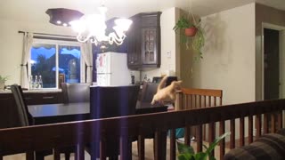 Jumping kitten results in truly epic fail