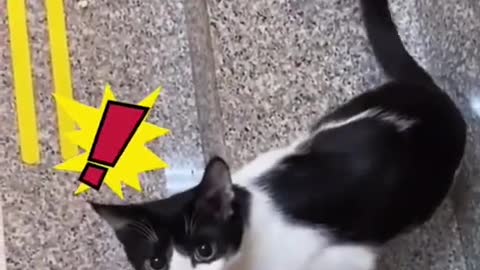 Intresting cat play with man