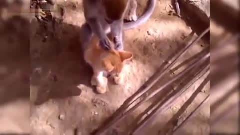 Rare Funny Video of a Cat and Monkey Bonding