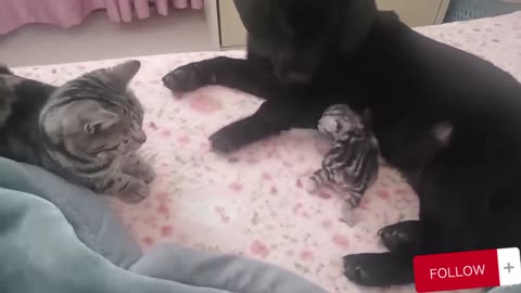 Beautiful cats and dogs hilarious moment,