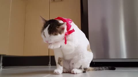 The cat cleans its face