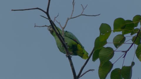 The scaly-naped amazon, also known as the scaly-naped parrot,