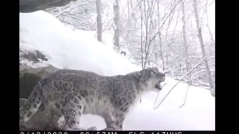 snow leopard roaring