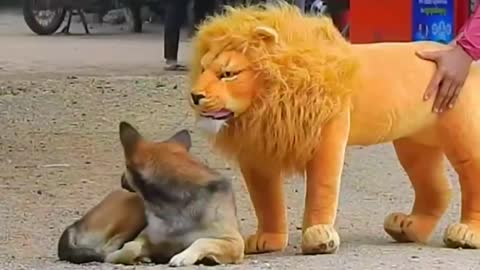 Lion prank with 😂 Street Dogs 😂🤣very funny video