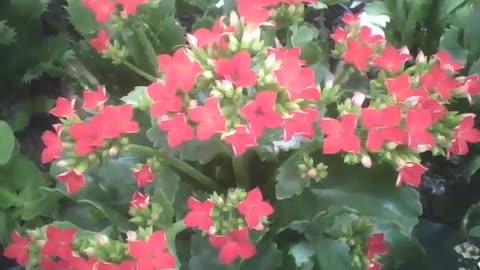 Beautiful red fortune flowers in the flower shop, to bring good luck! [Nature & Animals]