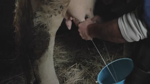 Slow motion footage of a farmer milking a cow in his barn, he fills a bucket with fresh milk