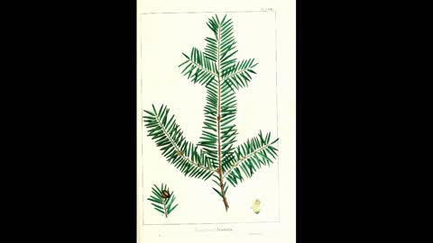 Taxus History