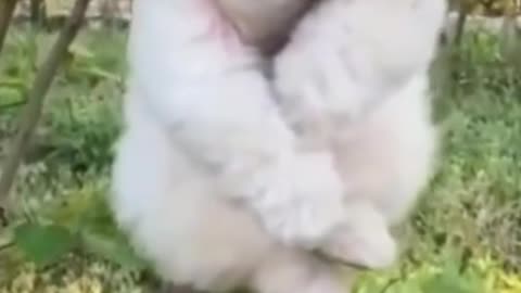 Funny and cute Pomeranian video | Mini White Pomeranian Puppy | Cute Puppy | Dogs