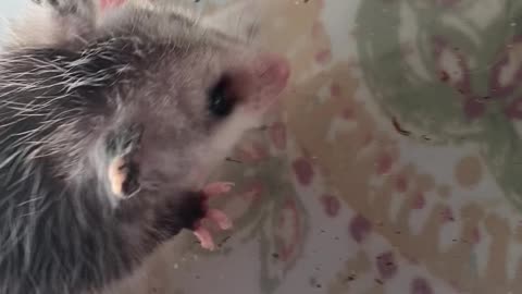 Opossum Cricket Kill-Box