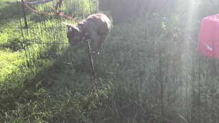 French Bulldog puppy is an expert escape artist