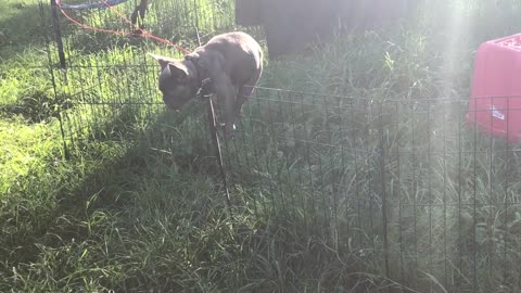French Bulldog puppy is an expert escape artist