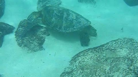 King of the Honu at Waimea Bay