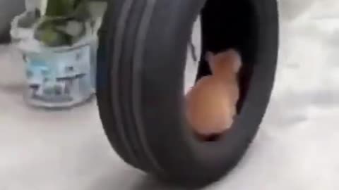 Wowwww..!!! fully funny dog playing with a wheel..!!!!