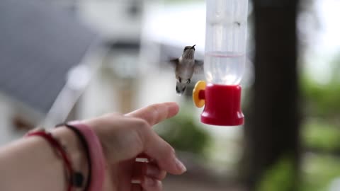 Hand-Feeding A Wild Hummingbird