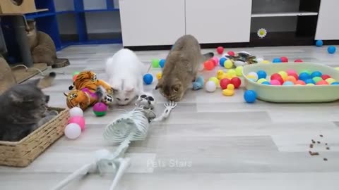 Cat funny video