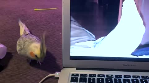 Cockatiel was very angry with the end of the touch