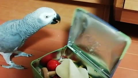 Smart parrot knows how to open up his toy box