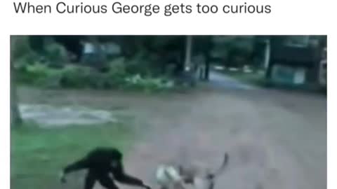 monkey vs dog