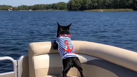 French Bulldog Goes For Thrilling Boat Ride