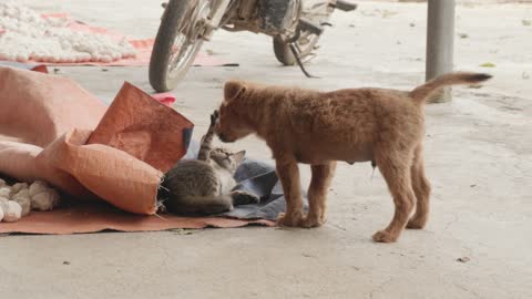 Smart dog cat and funny animal