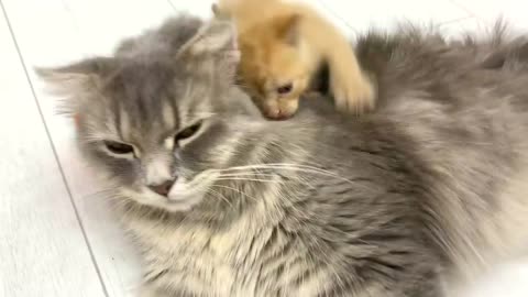 After the foster kitten's sweet kiss, mom cat had no choice but to nurse him