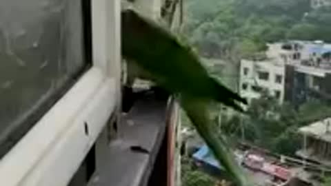 Friendly parrot calling my mom for opening window..