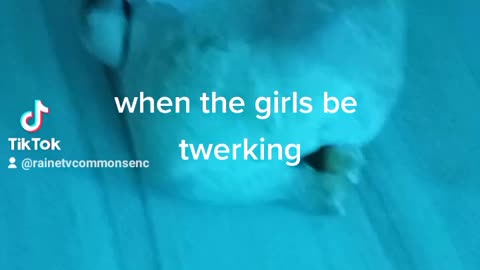 Twerking chicken