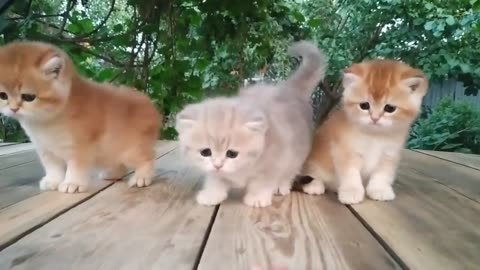 Three little Kittens