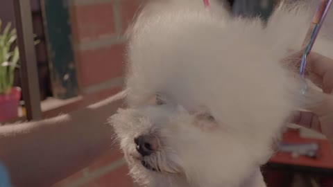 Dog groomer cutting hair to a white dog