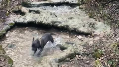 Staffy Splashes And Sprints Through Pools