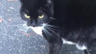 Black cat howls at woman approaches it