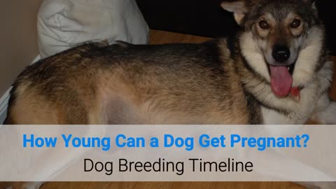 How Young Can a Dog Get Pregnant_ Dog Breeding Timeline