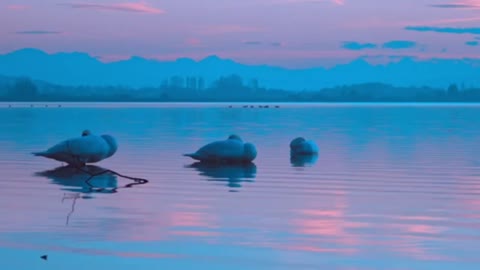 Swans swimming in pond