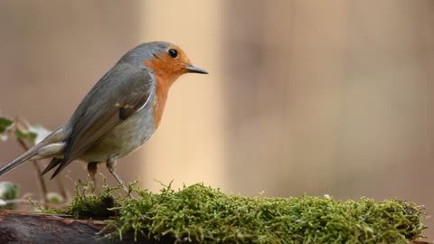 The beautiful colorful bird in the woods eats the food