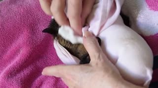 Baby Bat Doesn't Want to Bathe