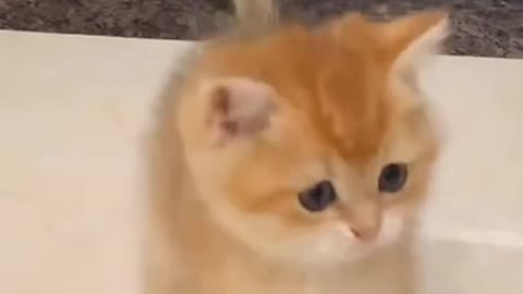 Aww best cute cat funny videos 2021
