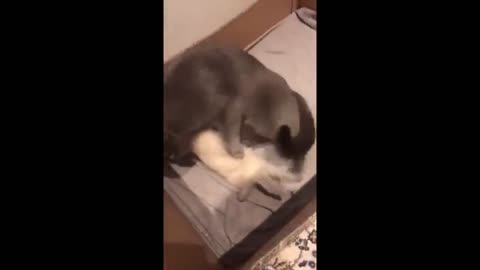 Mother cat eagerly grabs her newborn kitten and feeds it