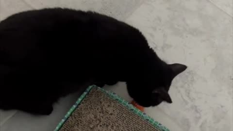 Adopting a Cat from a Shelter Vlog - Precious Piper Playing with Her Toy #shorts