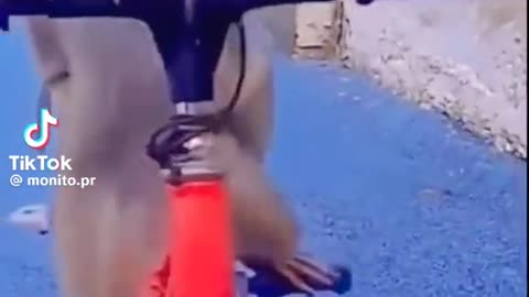Monkey driving a bike