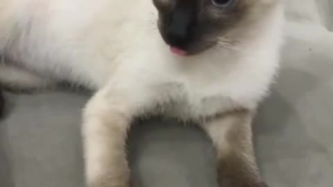 kitten sticking out tongue/funny cat