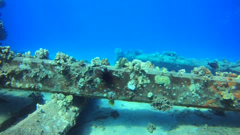 Frogfish perfectly masters coral camouflage