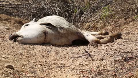 Dead cow lying on ground at field in Jodhpur