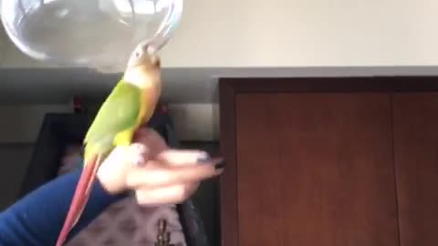 Parrot play with bubble ball