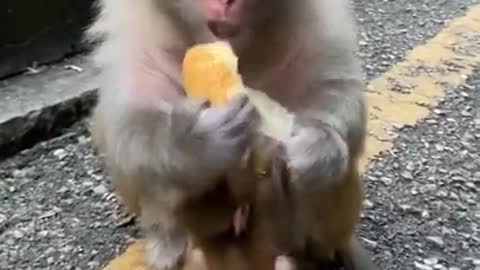 Cute Baby Monkey Video (#15)