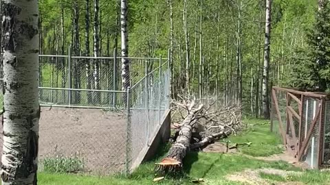 My uncle cuts a tree and almost hits fence